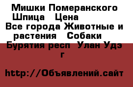 Мишки Померанского Шпица › Цена ­ 60 000 - Все города Животные и растения » Собаки   . Бурятия респ.,Улан-Удэ г.
